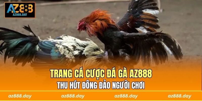 Trang cá cược đá gà AZ888 thu hút đông đảo người chơi
